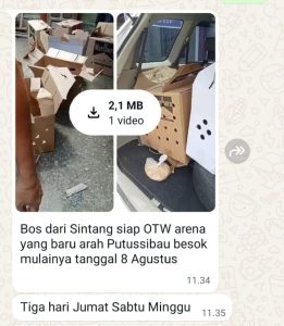 Judi Sabung Ayam Kembali Marak di Putussibau, Dugaan Kebal Hukum Menguat