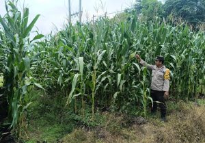Polsek Mukok Pantau Ketat Progres Tiga Lahan Demplot Jagung, Pastikan Tanaman Tumbuh Optimal