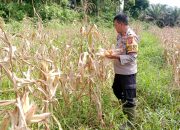 KAPOLSEK SIMPANG HULU IPTU DEWA MADE SURITA, S.H. LAKSANAKAN KEGIATAN PANEN JAGUNG DI LAHAN NON CPCL HULU MAKMUR