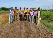 Kapolsek Matan Hilir Selatan Bersama Kepala Desa Laksanakan Penanaman Jagung Hibrida Dukung Ketahanan Pangan