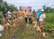 Kapolsek Jelai Hulu Bersama Camat Jelai Hulu Laksanakan Panen Jagung Hibrida di Desa Periangan