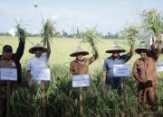 Wabup Ketapang Panen Raya Padi di Sungai Awan Kanan, Tegaskan Komitmen Dukung Swasembada Pangan